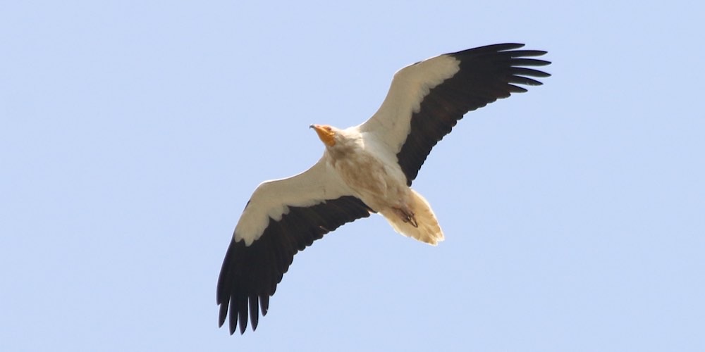 Capovaccaio (Neophron percnopterus), foto di esempio dell'animale.
