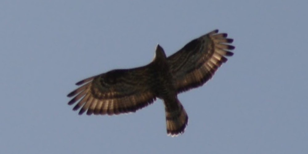 Falco pecchiaiolo (Pernis apivorus), foto di esempio dell'animale.