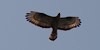 Falco pecchiaiolo, foto