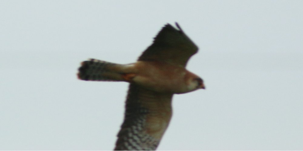Falco cuculo (Falco vespertinus), foto di esempio dell'animale.