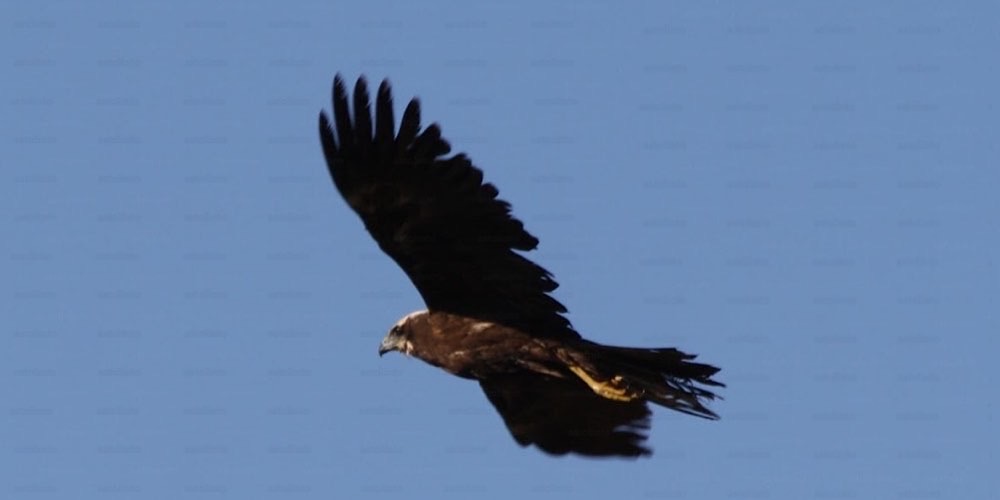 Falco di palude (Circus aeruginosus), foto di esempio dell'animale.