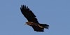 Falco di palude, foto