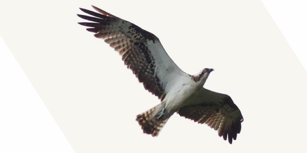Falco pescatore (Pandion haliaetus), foto di esempio dell'animale.