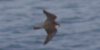 Falco lanario, foto
