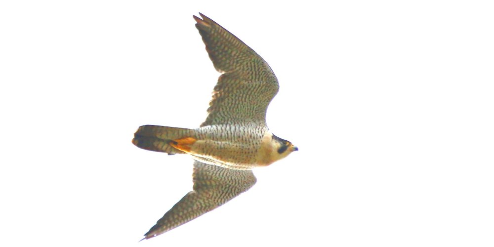 Falco pellegrino (Falco peregrinus), foto di esempio dell'animale.