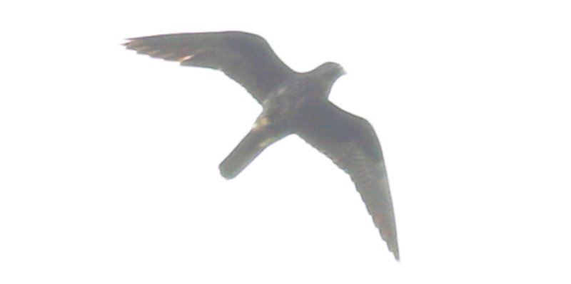 Falco della regina (Falco eleonorae), foto di esempio dell'animale.