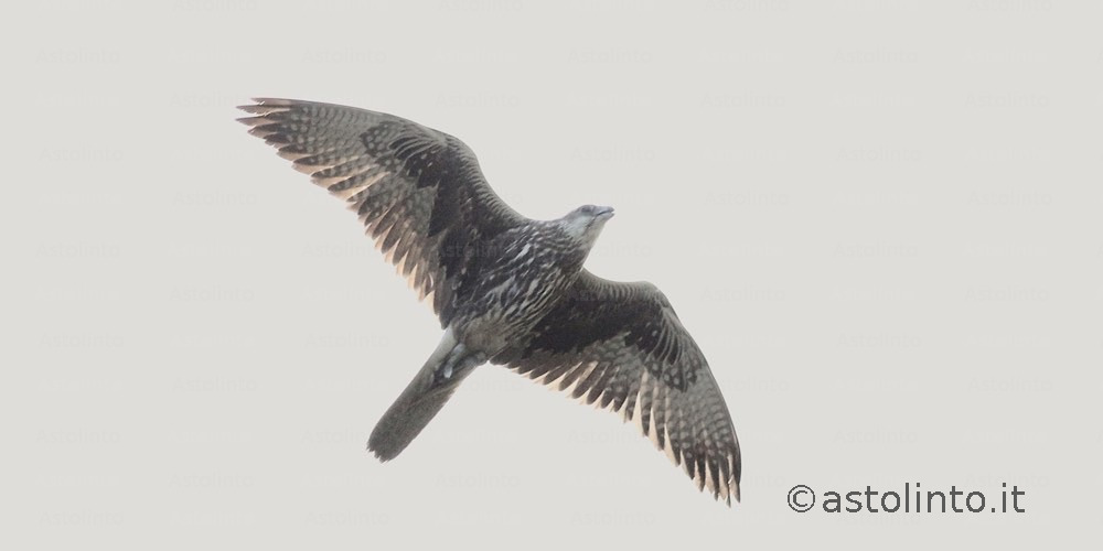 Falco sacro (Falco cherrug), foto di esempio dell'animale.