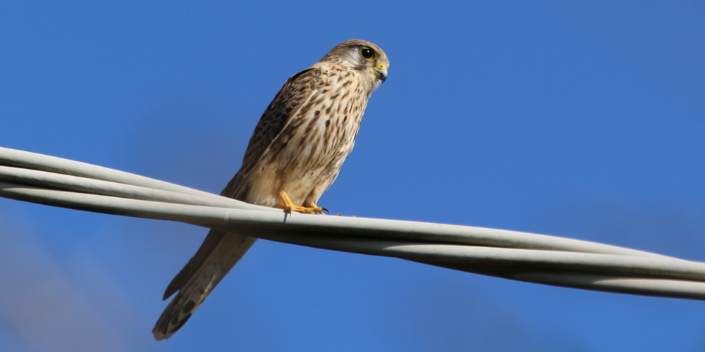 Gheppio (Falco tinnunculus), foto di esempio dell'animale.