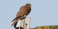 Gheppio, Falco tinnunculus