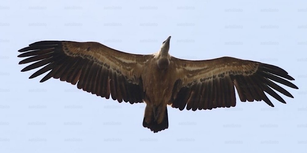 Grifone (Gyps fulvus), foto di esempio dell'animale.