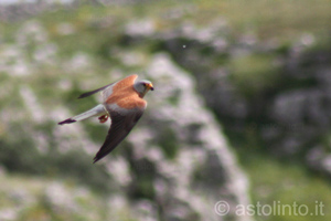 Grillaio (Falco naumanni), foto di esempio dell'animale.