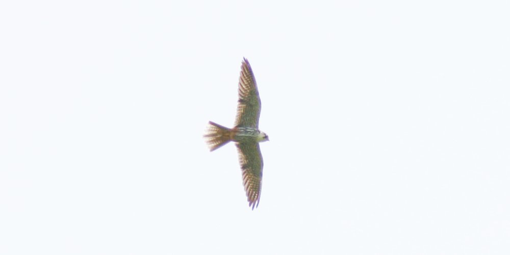 Lodolaio (Falco subbuteo), foto di esempio dell'animale.