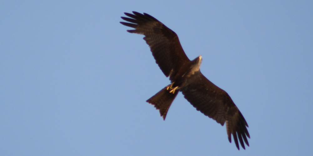 Nibbio bruno (Milvus migrans), foto di esempio dell'animale.