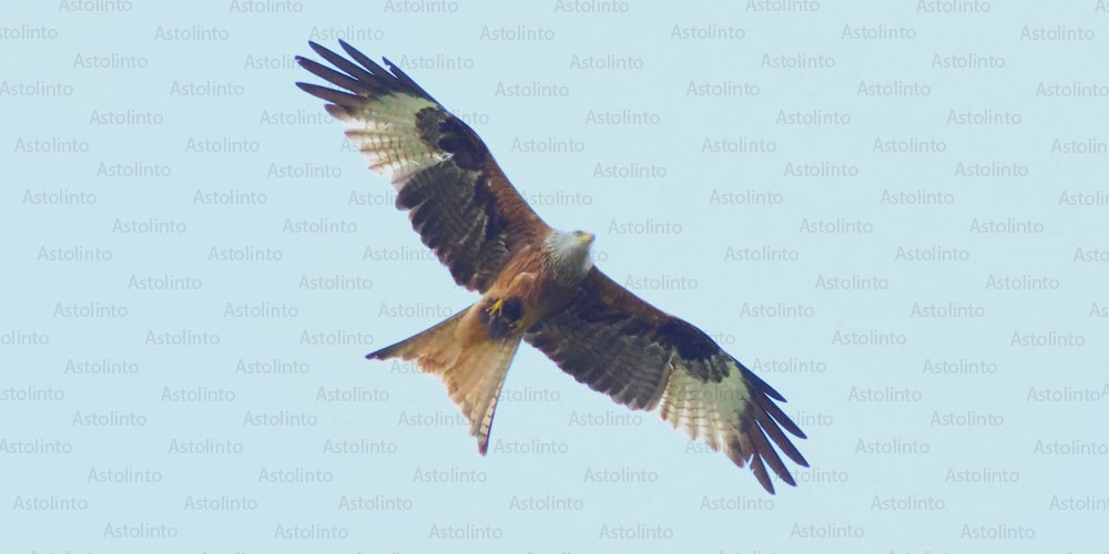 Nibbio reale (Milvus milvus), foto di esempio dell'animale.