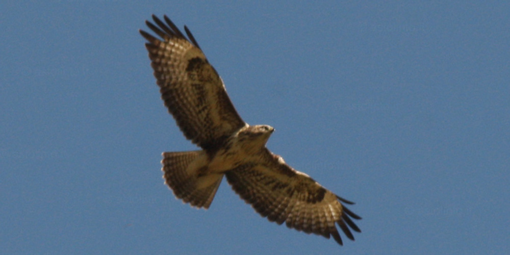 Poiana comune (Buteo buteo), foto di esempio dell'animale.