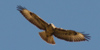 Foto della poiana, Buteo buteo