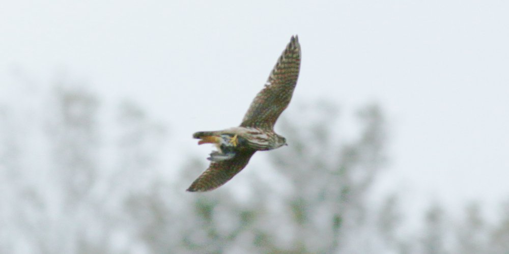 Smeriglio (Falco columbarius), foto di esempio dell'animale.
