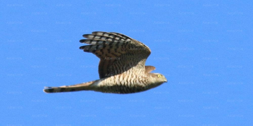 Sparviere (Accipiter nisus), foto di esempio dell'animale.