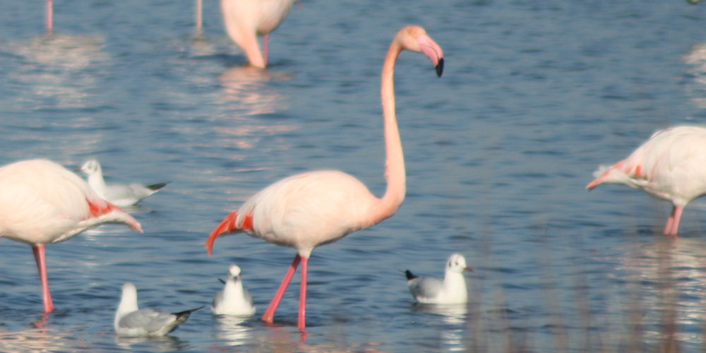 Fenicottero (Phoenicopterus roseus), foto di esempio dell'animale.