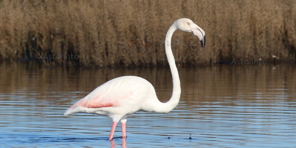 Fenicottero (Phoenicopterus roseus)
