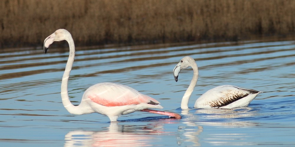 Fenicottero (Phoenicopterus roseus)