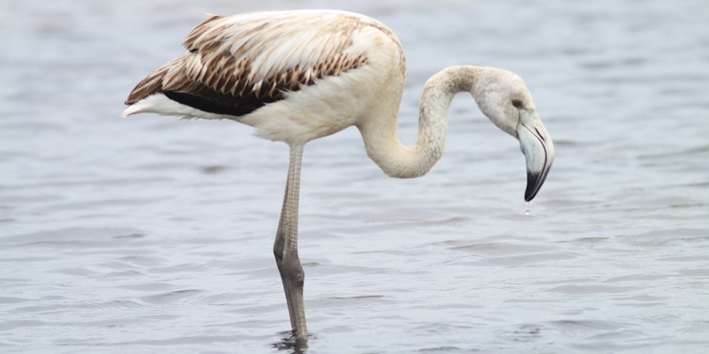 Fenicottero rosa (Phoenicopterus roseus)