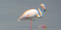 Fenicottero rosa, foto