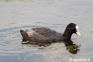 Folaga (Fulica atra), foto di esempio dell'animale.