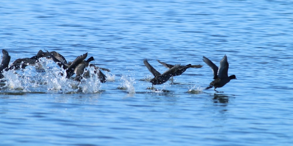 Folaga (Fulica atra)