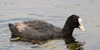 Folaga, Fulica atra