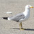 Larus michahellis