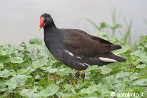 Gallinella d'acqua (Gallinula chloropus), foto di esempio dell'animale.