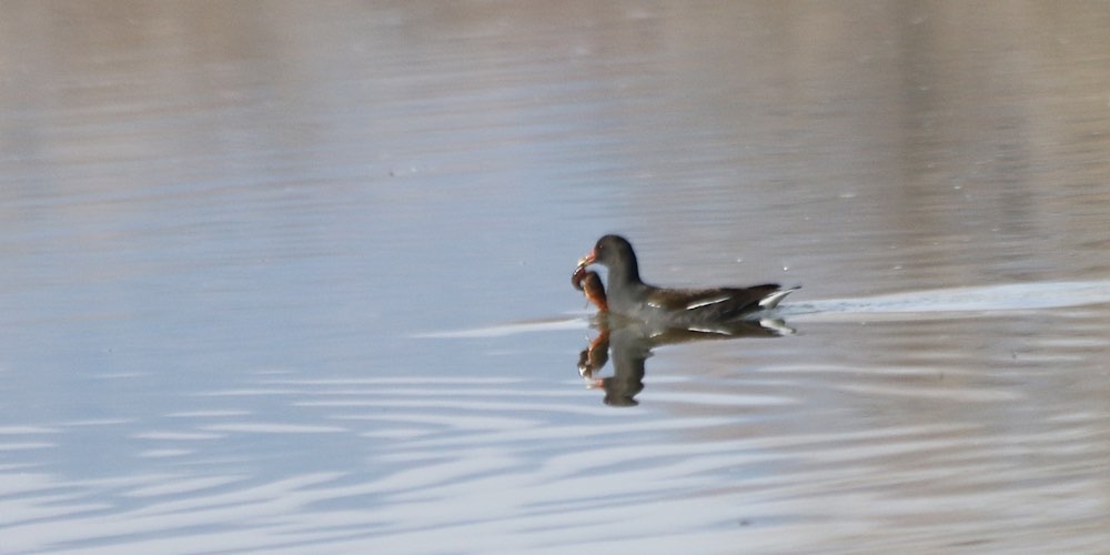 Gallinella d'acqua (Gallinula chloropus)