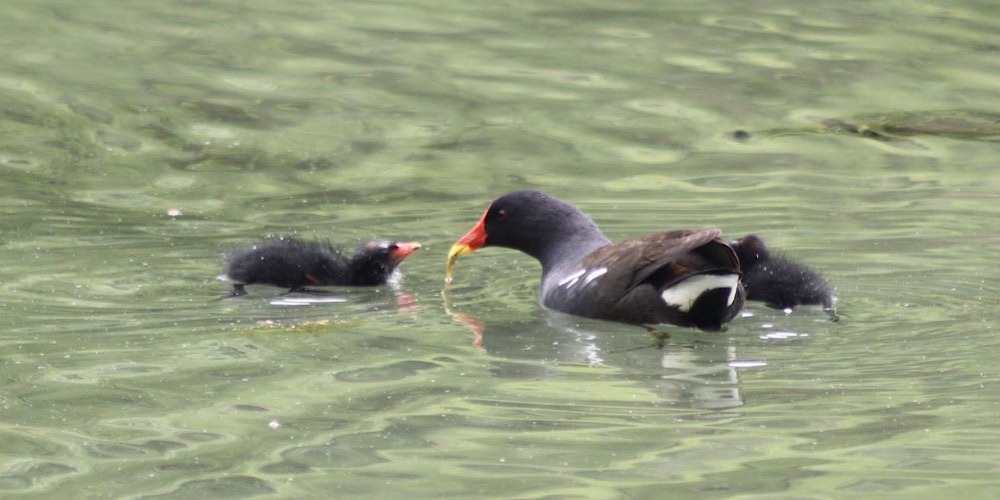 Gallinella d'acqua (Gallinula chloropus)