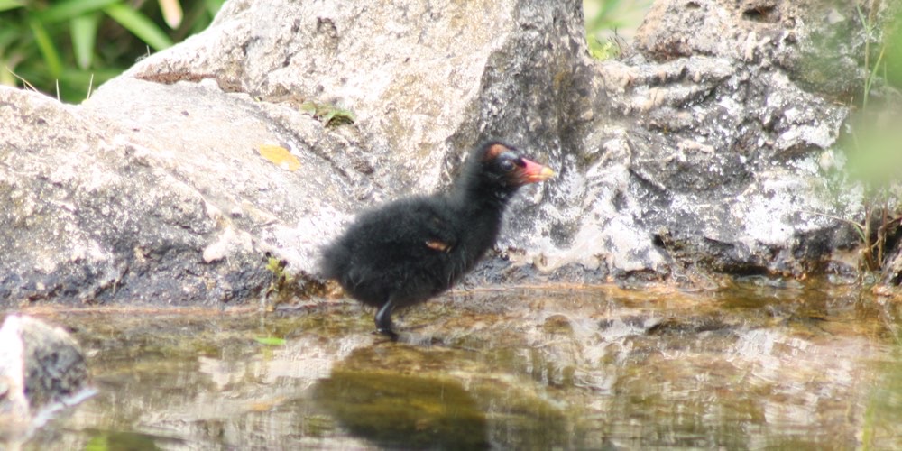 Gallinella d'acqua (Gallinula chloropus)