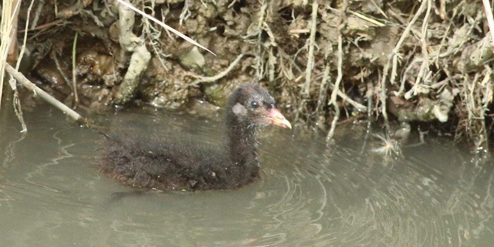 Gallinella d'acqua (Gallinula chloropus)