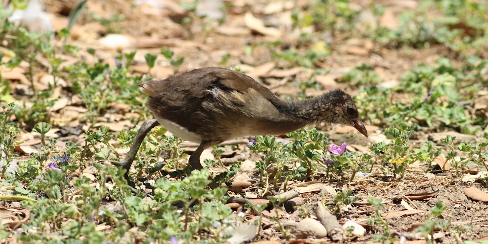 Gallinella d'acqua (Gallinula chloropus)