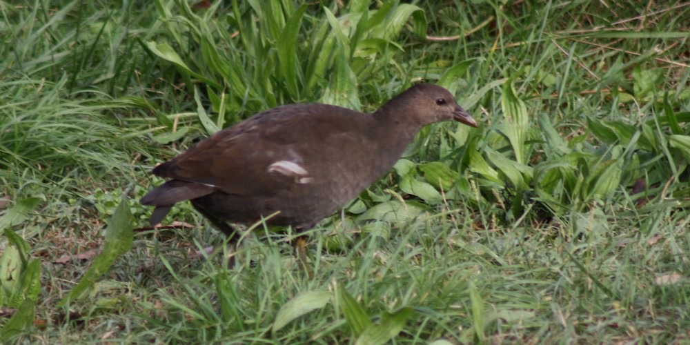 Gallinella d'acqua (Gallinula chloropus)