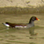Gallinella d'acqua, Gallinula chloropus
