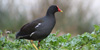 Gallinella d'acqua, Gallinula chloropus