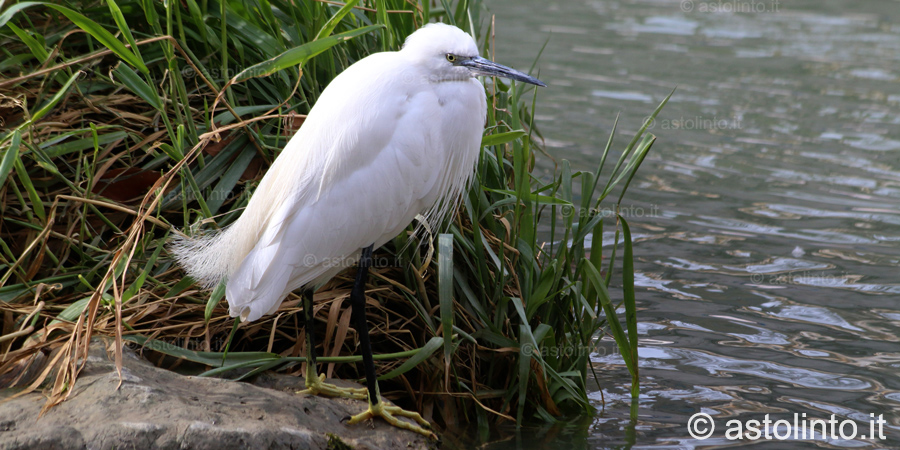 Garzetta (Egretta garzetta), foto di esempio dell'animale.