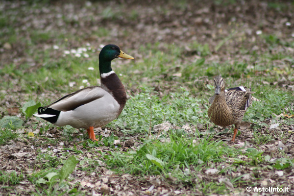 Germano reale (Anas platyrhynchos)
