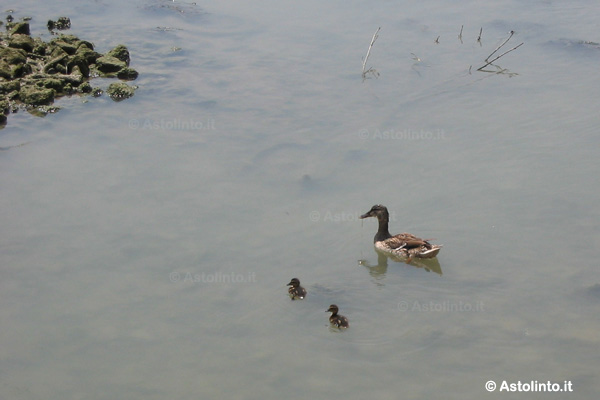 Germano reale (Anas platyrhynchos)