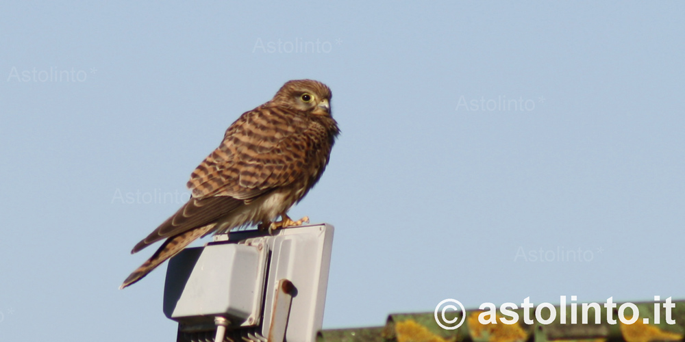 Gheppio (Falco tinnunculus)