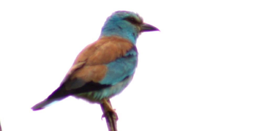 Ghiandaia marina (Coracias garrulus), foto di esempio dell'animale.