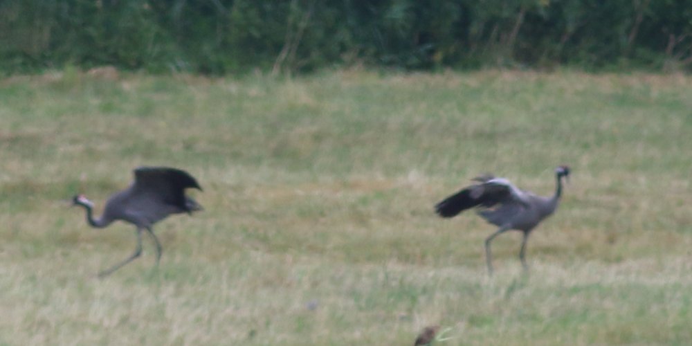 Gru (Grus grus), foto di esempio dell'animale.