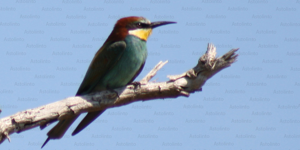 Gruccione (Merops apiaster), foto di esempio dell'animale.