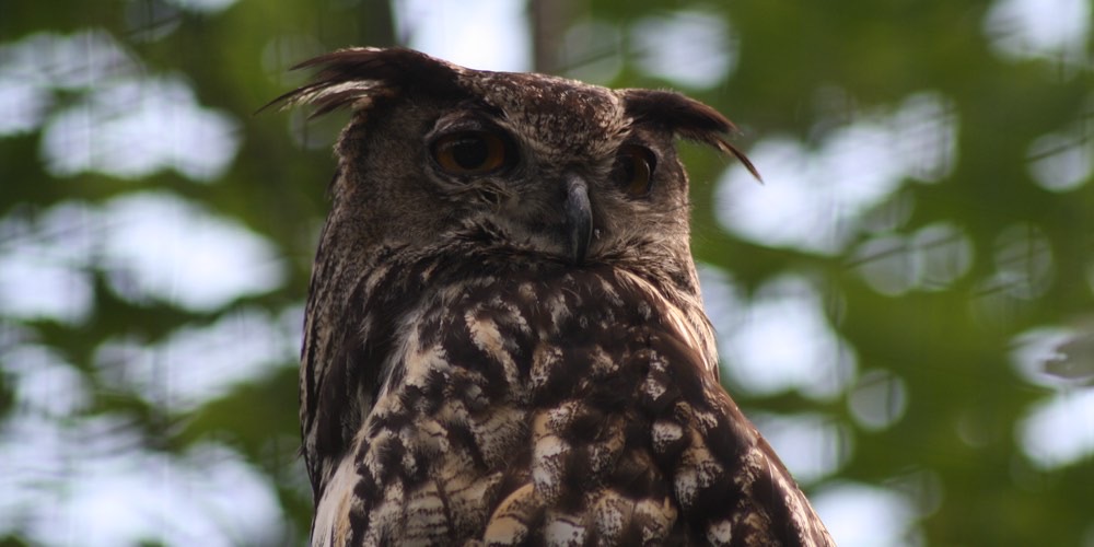 Gufo reale (Bubo bubo), foto di esempio dell'animale.