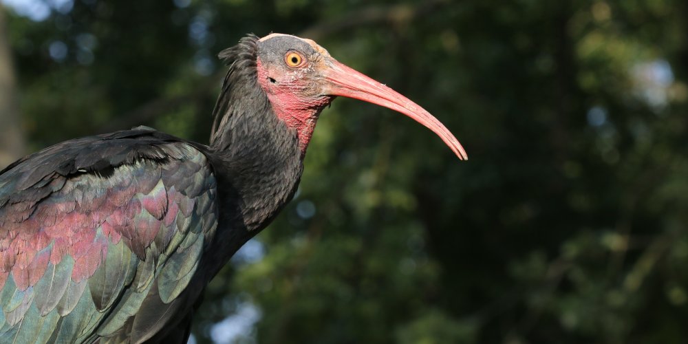 Ibis eremita (Geronticus eremita), foto di esempio dell'animale.