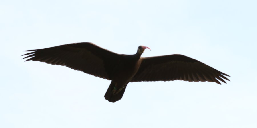 Ibis eremita (Geronticus eremita)
